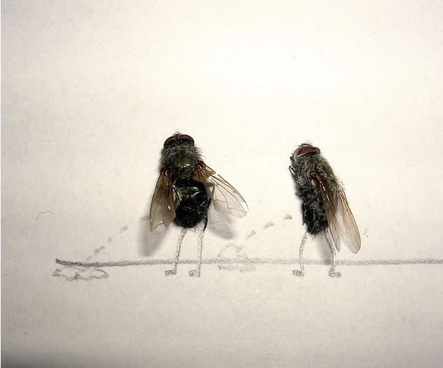Lalat Mati Yang Terlihat Seperti Hidup [foto] [ www.BlogApaAja.com ]
