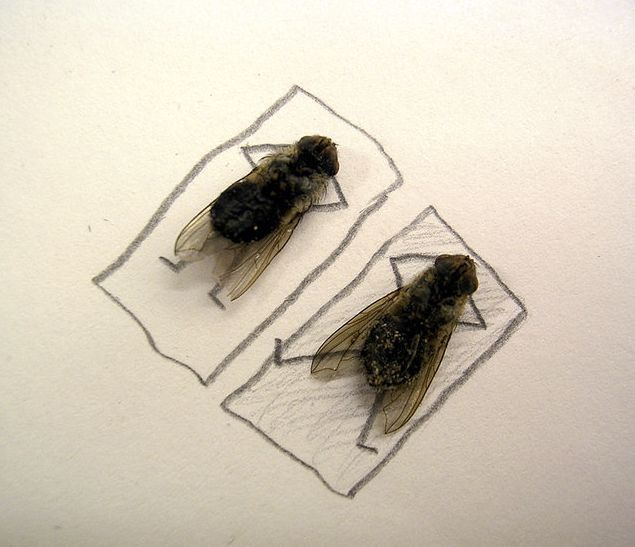 Lalat Mati Yang Terlihat Seperti Hidup [foto] [ www.BlogApaAja.com ]