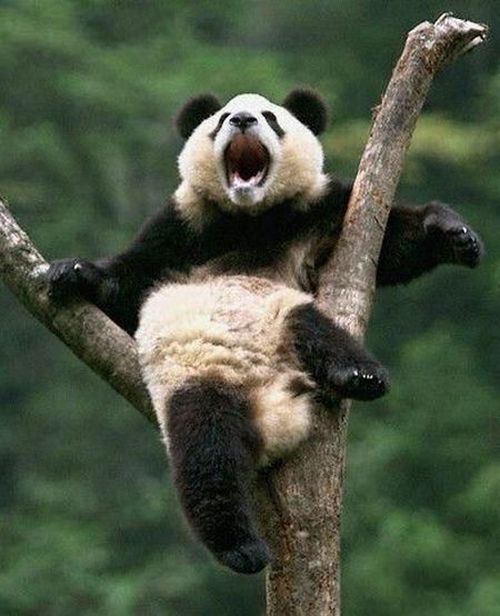 silly panda