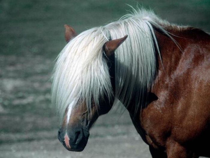 Emo horse Aye aye, Caption