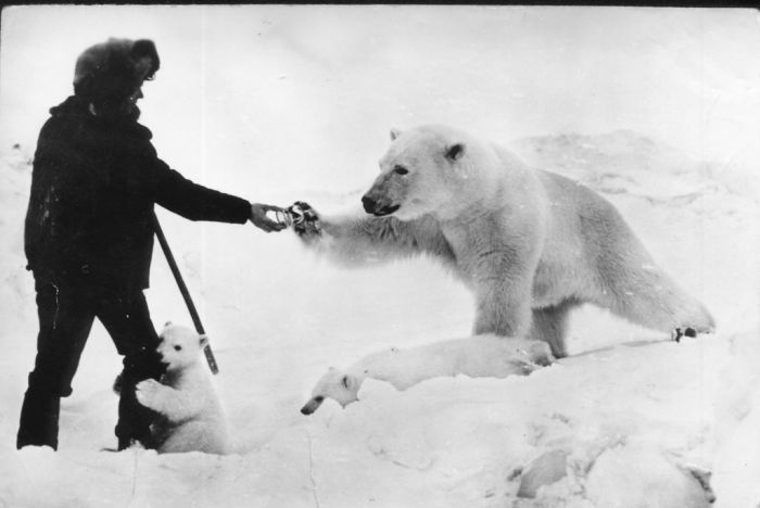 feeding_polar_bears_04