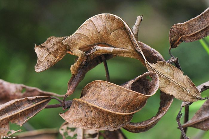 A arte de se camuflar