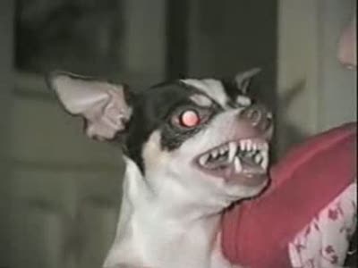 angry_chihuahua.jpg