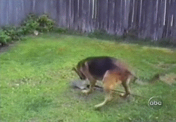 http://de.acidcow.com/pics/20100317/gif_08.gif
