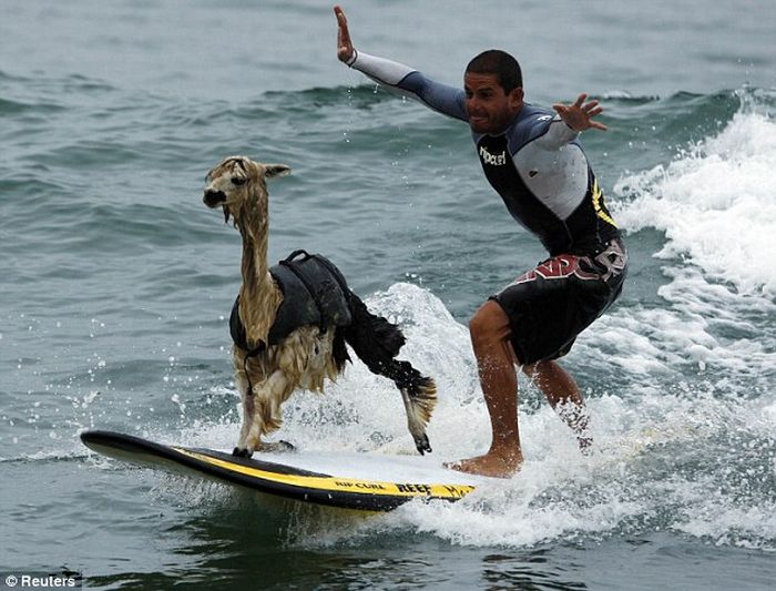 http://de.acidcow.com/pics/20100318/surfing_with_lama_01.jpg