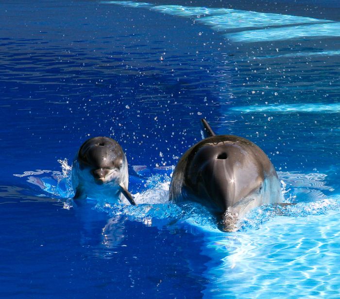 dolphins_11.jpg