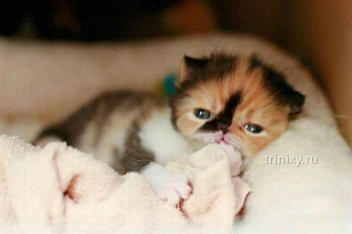 Tiny Kitten