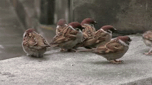 Fight Club!