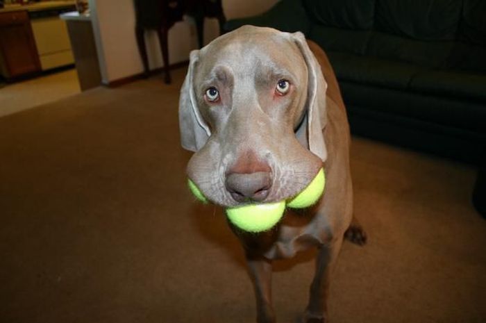 dogs_with_tennis_balls_35.jpg