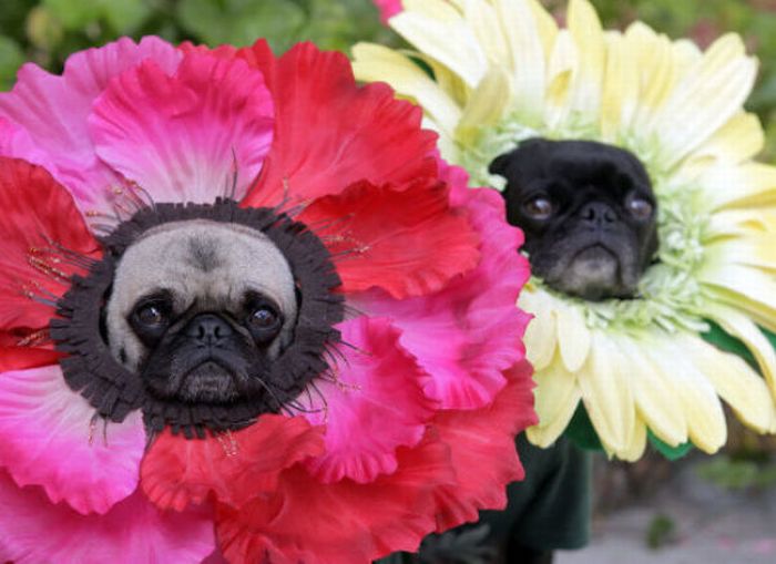 dogs_are_getting_ready_for_halloween_06.jpg