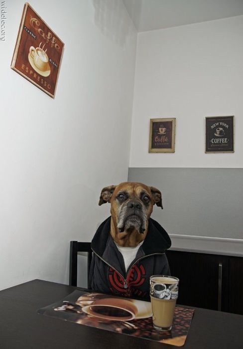 perritos perritos