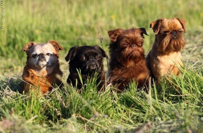 Entra solo si te gustan los perritos.. Entra solo si te gustan los perritos..