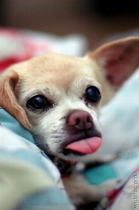 perros perros