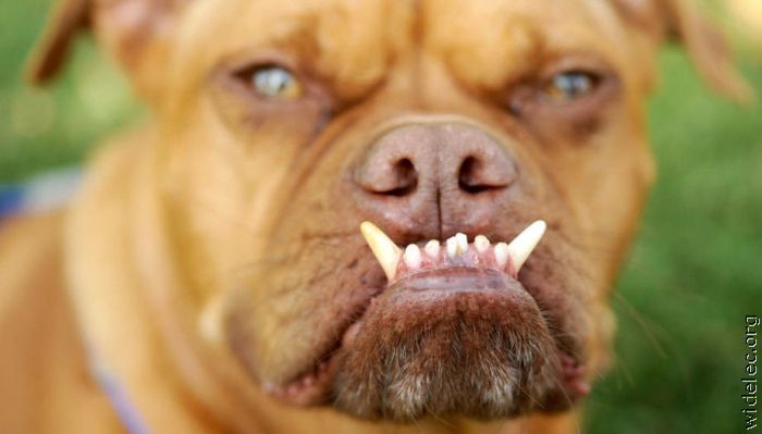 perros perros