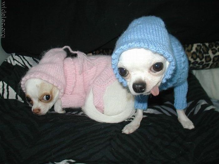 mascotas mascotas