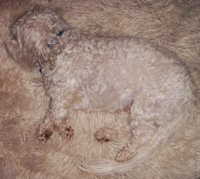 pulgas pulgas