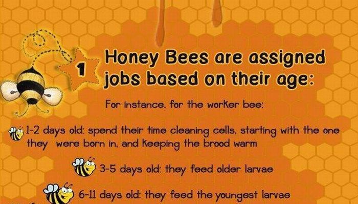 http://de.acidcow.com/pics/20101227/interesting_facts_about_honey_bees_00.jpg