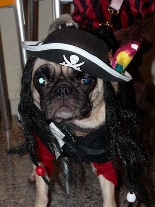 http://de.acidcow.com/pics/20110117/pug_pirates_12.jpg