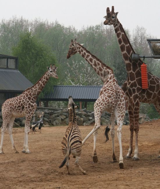 http://de.acidcow.com/pics/20110323/giraffes_kicking_ass_07.jpg