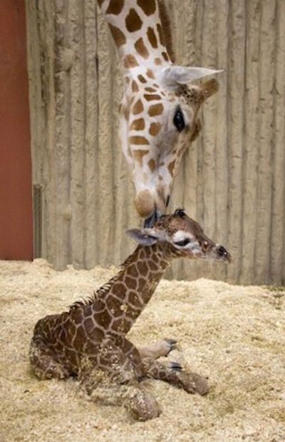 Baby Cute Wallpaper on Rukhsana      Cute Baby Giraffes
