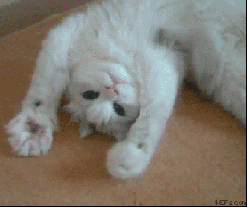 http://de.acidcow.com/pics/20110328/cat_03.gif
