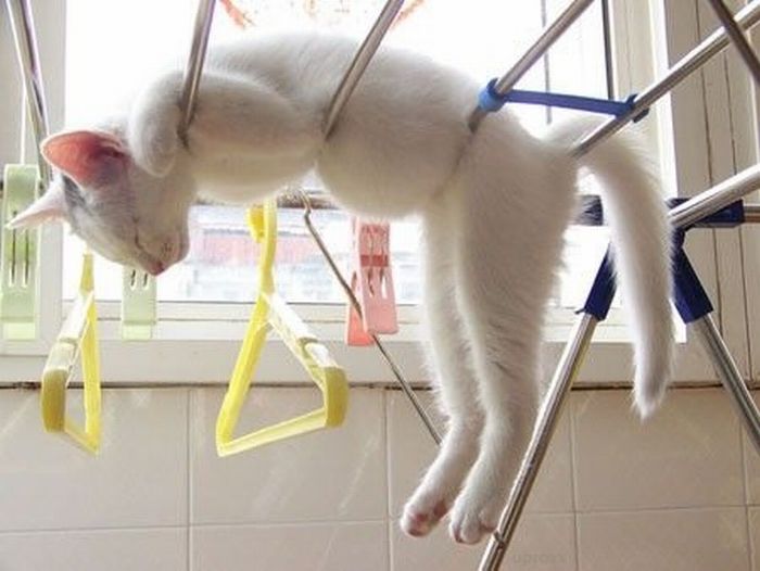 http://de.acidcow.com/pics/20110421/funny_poses_of_chillin_cats_01.jpg