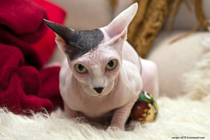 cats_06.jpg