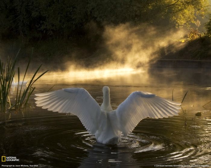 http://de.acidcow.com/pics/20110513/other/4/beautiful_swans_01.jpg