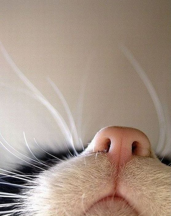 animals, animals, animals