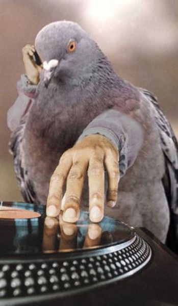 Dj Bird