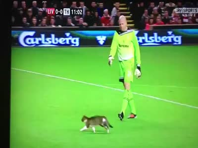 http://de.acidcow.com/pics/20120208/video/crazy_cat_soccer.jpg
