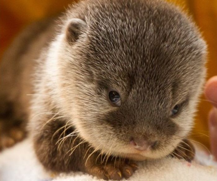 http://de.acidcow.com/pics/20120329/baby_otters_01.jpg