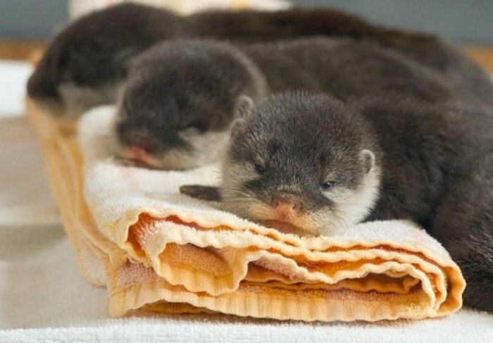 http://de.acidcow.com/pics/20120329/baby_otters_05.jpg