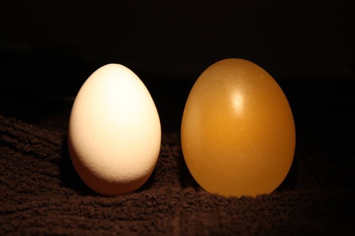 egg_11.jpg