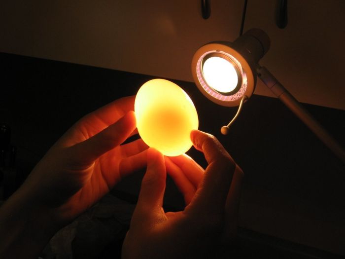 egg_12.jpg