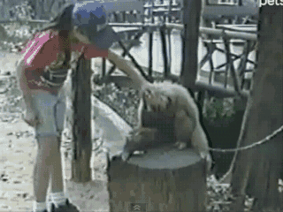 Эти забавные животные
