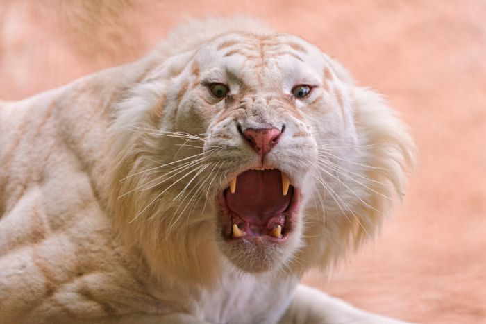 tigre tigre