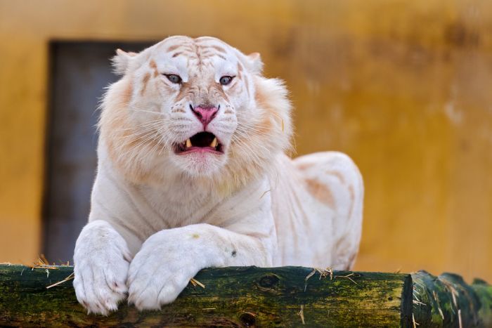 felino felino
