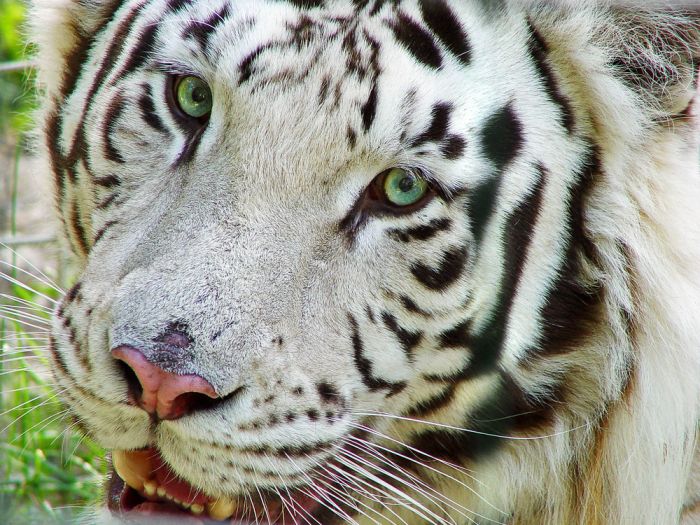 Tigre Blanco Tigre Blanco