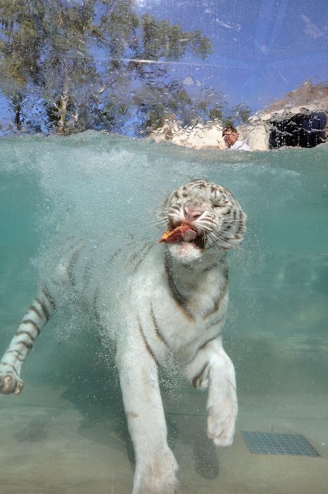 Animales Animales