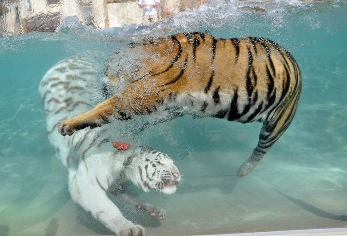 Fotos del Tigre blanco, excelentes imagenes... Fotos del Tigre blanco, excelentes imagenes...