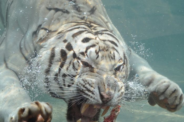 tigre tigre