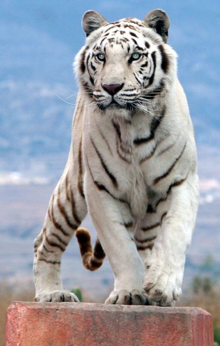 felino felino