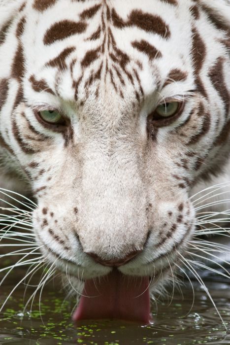 Animales Animales