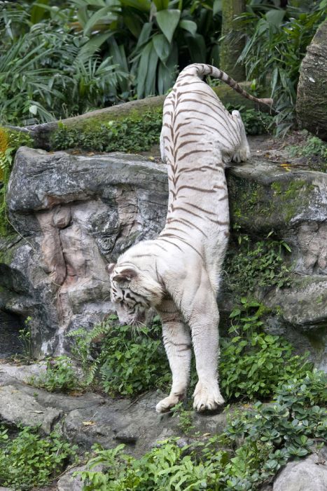Fotos del Tigre blanco, excelentes imagenes... Fotos del Tigre blanco, excelentes imagenes...