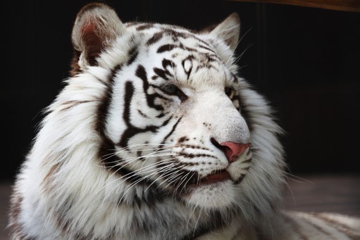 tigre tigre