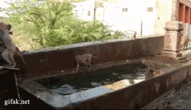 gifs_14.gif