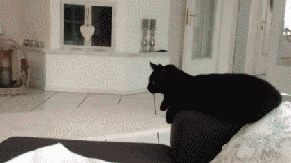 gifs_14.gif