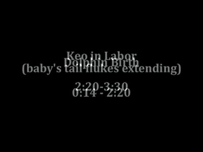 http://de.acidcow.com/pics/20120921/video/incredible_dolphin_birth.jpg