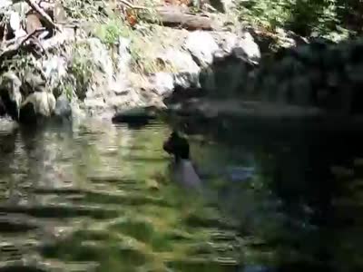 http://de.acidcow.com/pics/20120921/video/pig_saves_goat.jpg